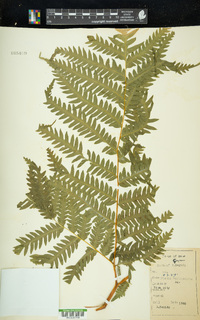 Pteris wallichiana image