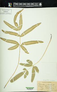 Pteris parkeri image