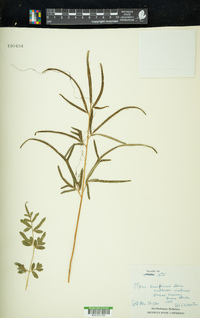 Pteris ensiformis image