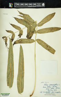 Pteris grandifolia image