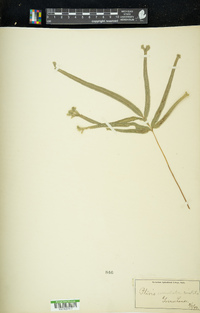 Pteris serrulata image
