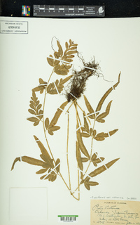 Pteris ensiformis image