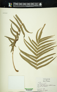 Pteris vittata image