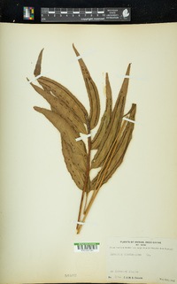 Taenitis blechnoides image