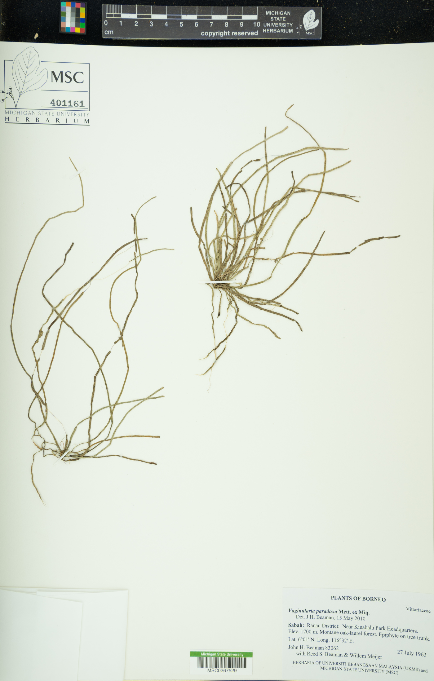 Vaginularia paradoxa image