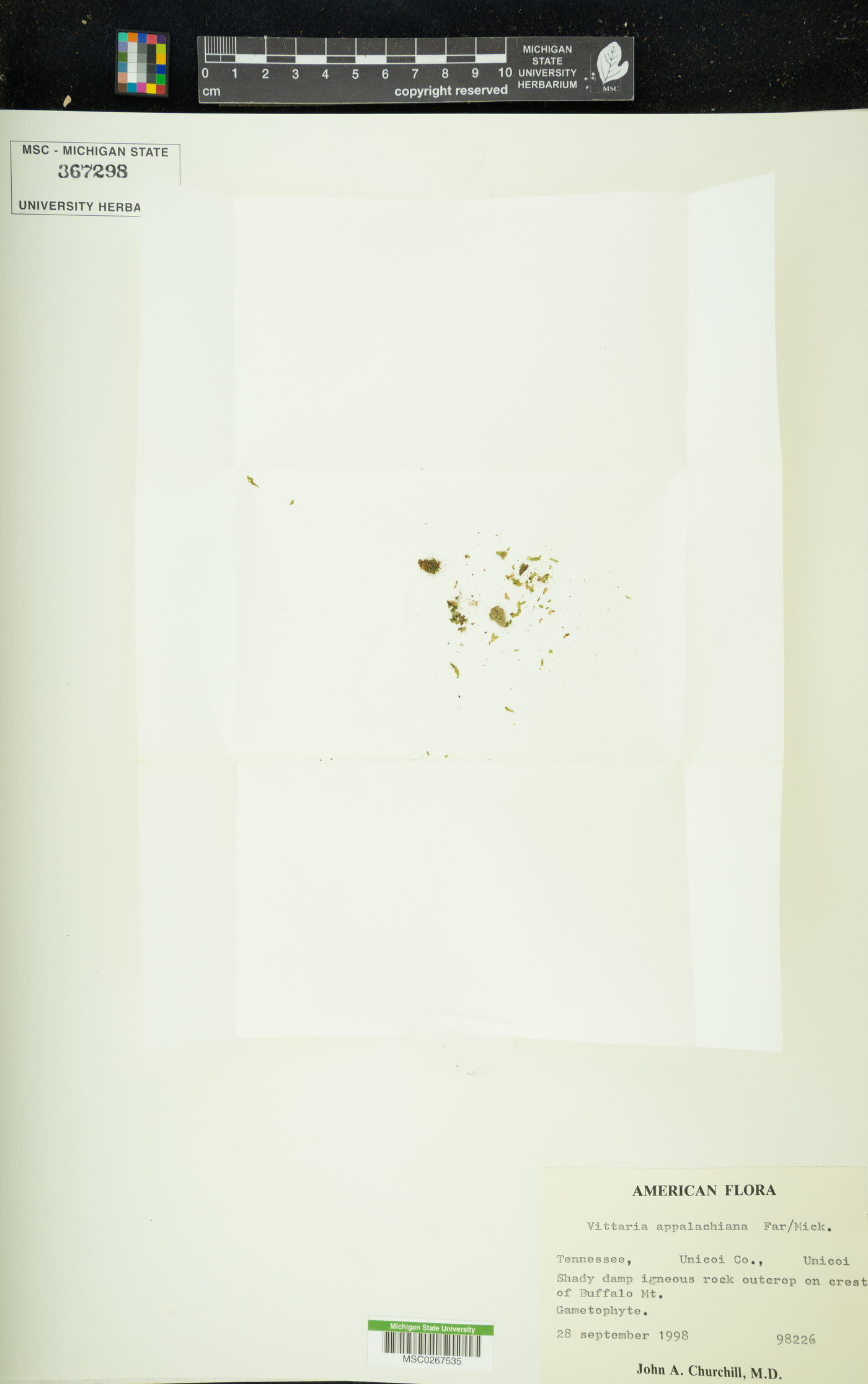 Vittaria appalachiana image