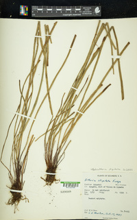 Radiovittaria stipitata image