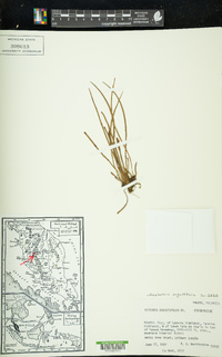 Haplopteris angustifolia image