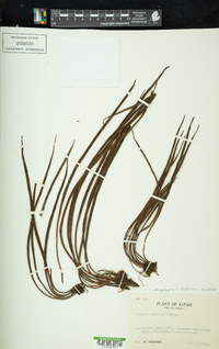 Haplopteris fudzinoi image