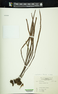 Haplopteris flexuosa image