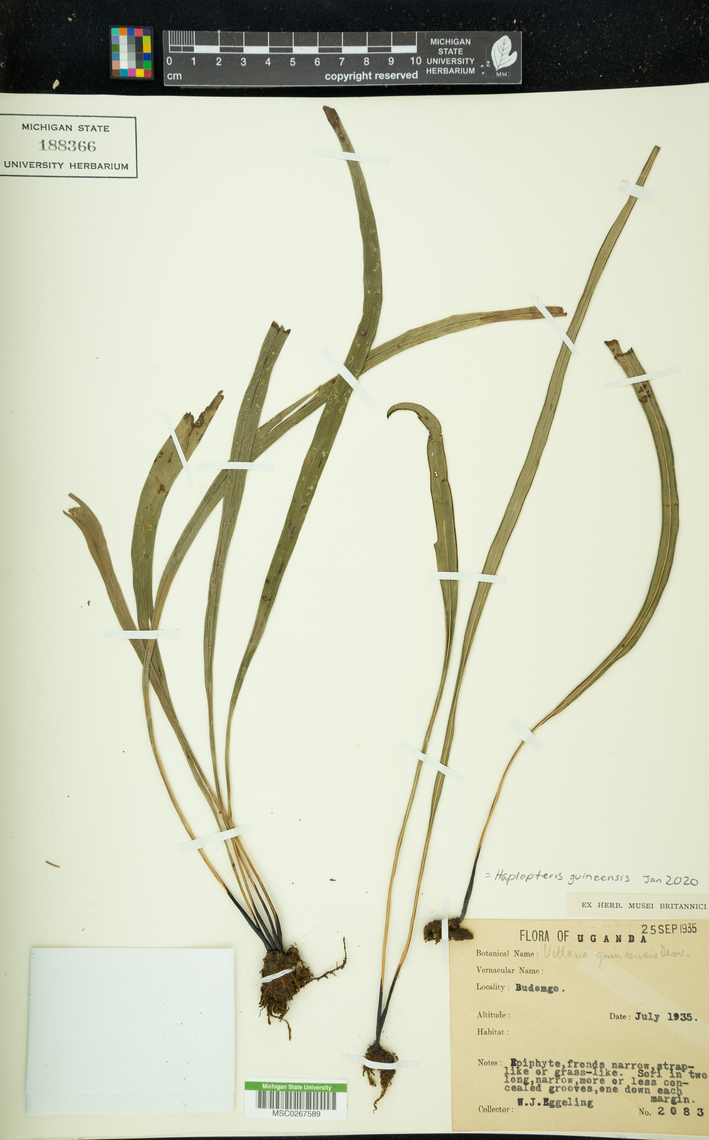 Haplopteris guineensis image