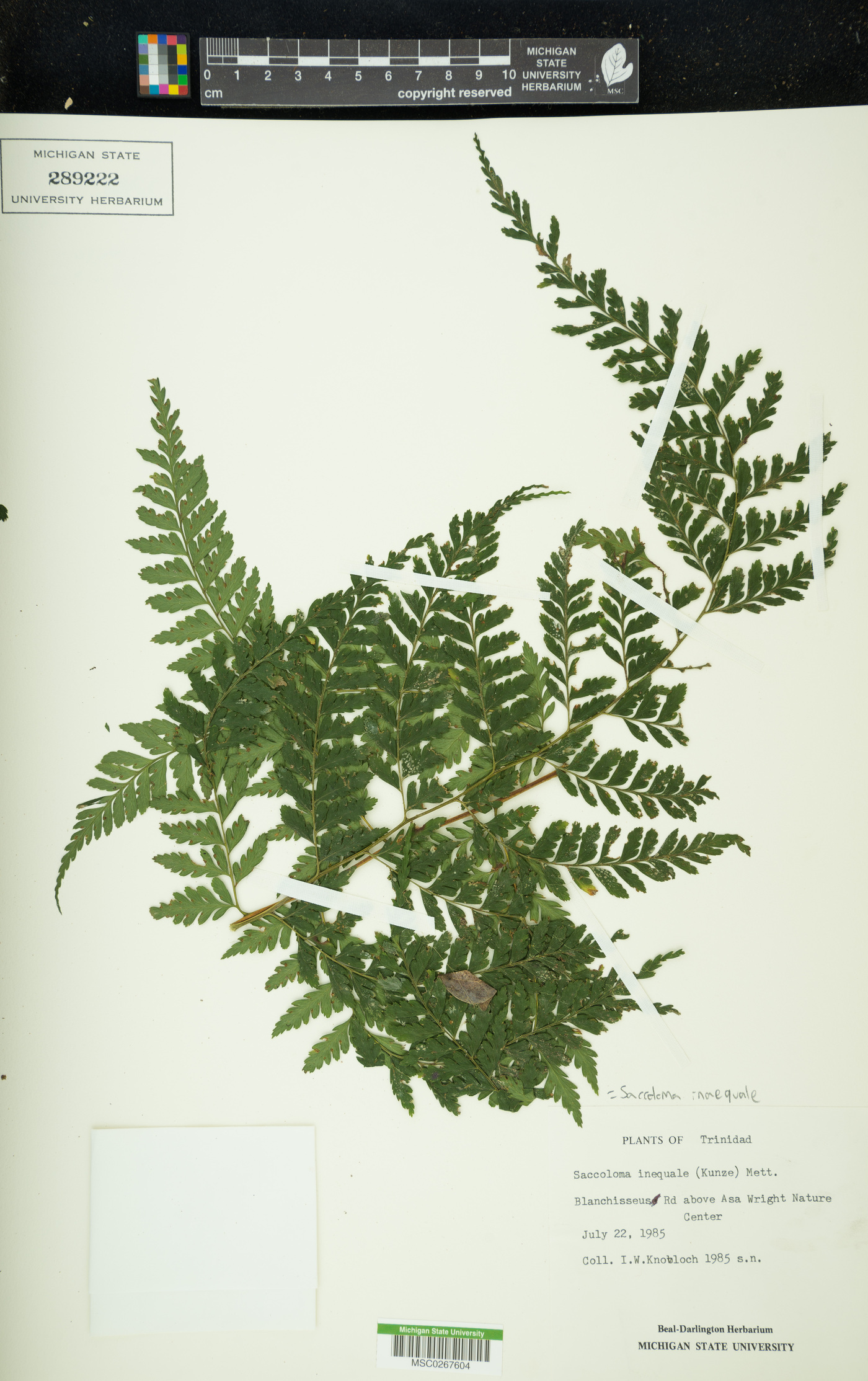 Saccolomataceae image