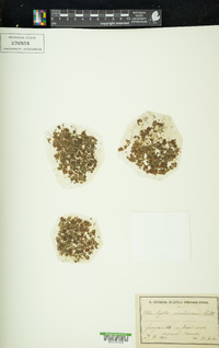 Azolla caroliniana image