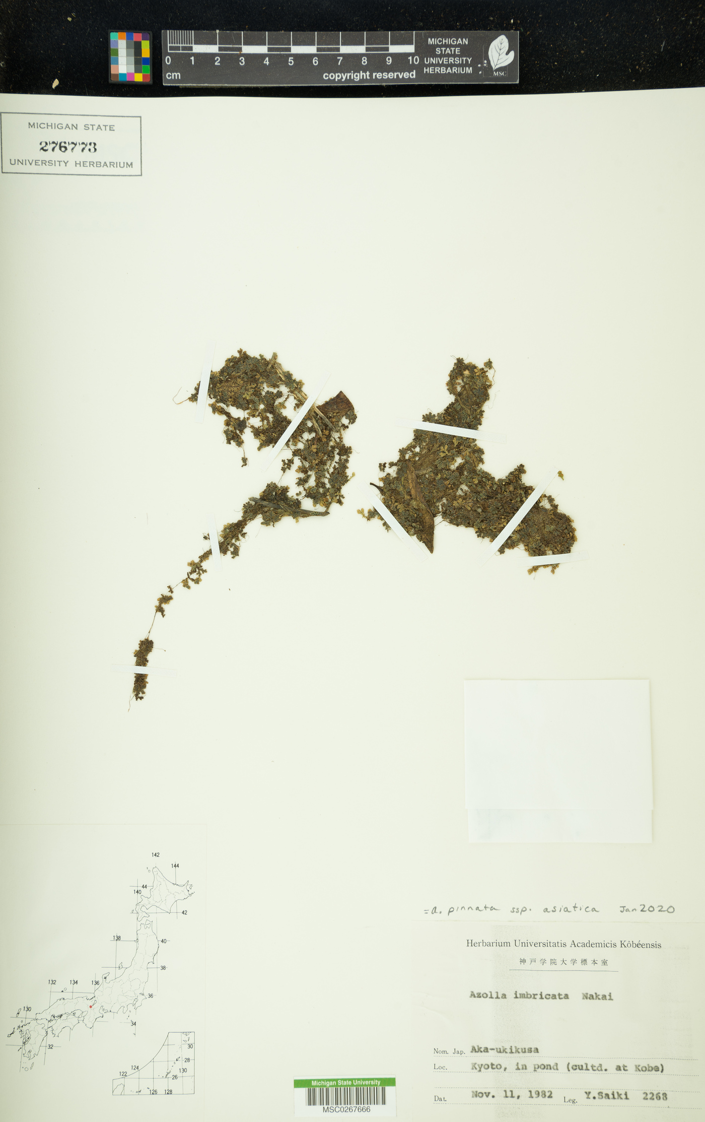 Azolla pinnata subsp. asiatica image