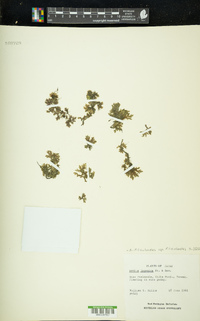 Azolla filiculoides subsp. filiculoides image