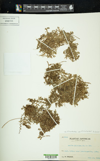 Azolla filiculoides image