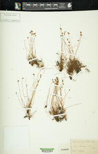 Schizaea pusilla image