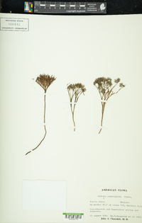 Schizaea poeppigiana image