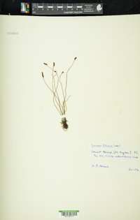 Schizaea fistulosa image