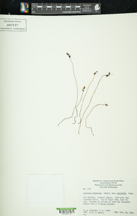 Schizaea fistulosa image