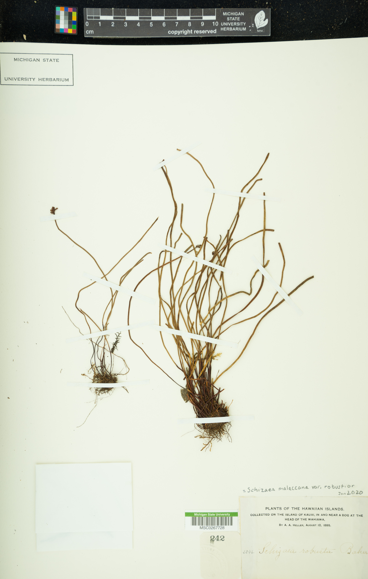 Schizaea malaccana var. robustior image