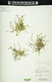 Selaginella apoda image