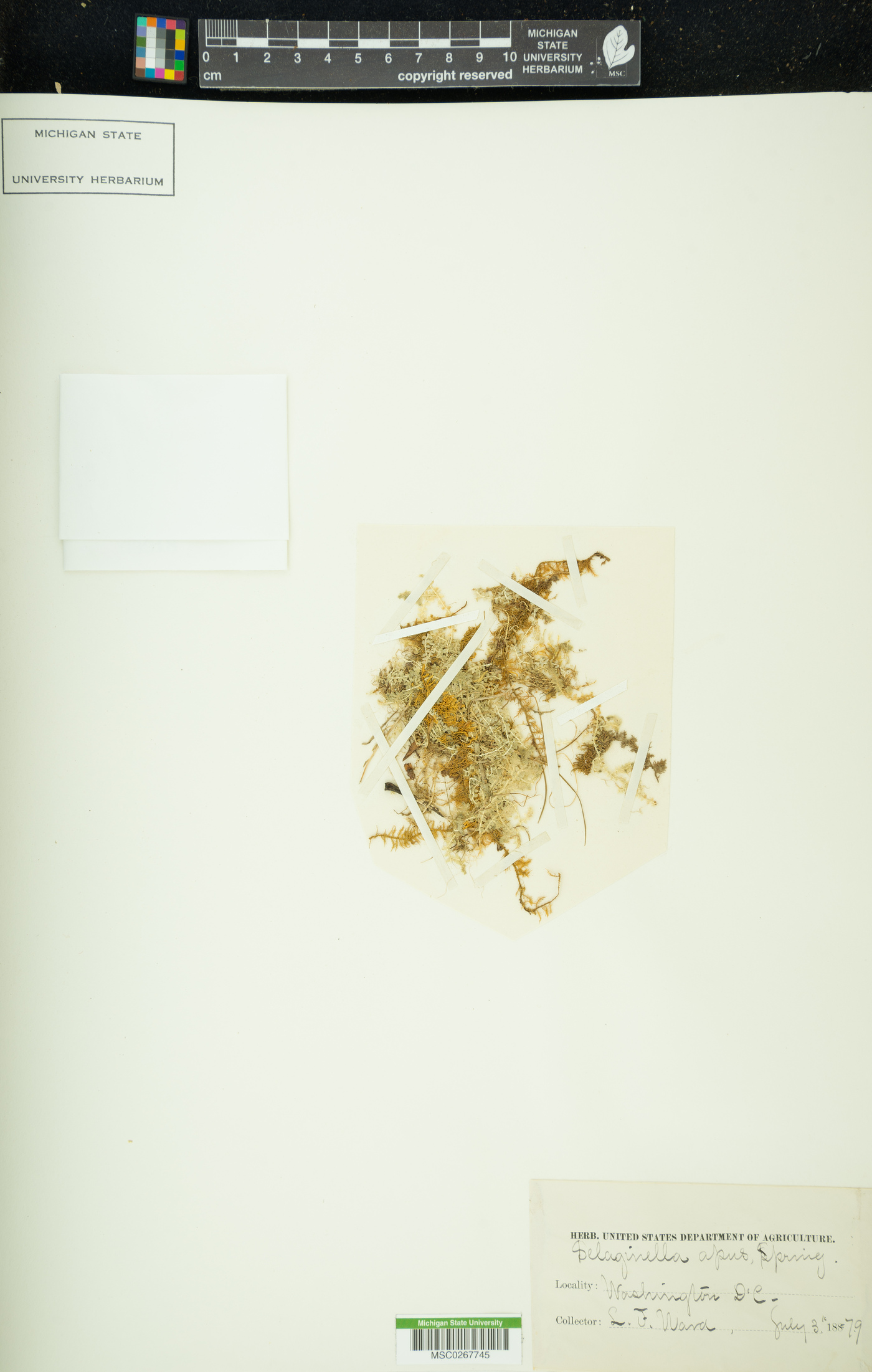 Selaginella apus image