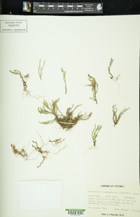 Selaginella arenicola image