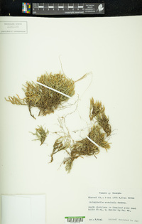 Selaginella arenicola image