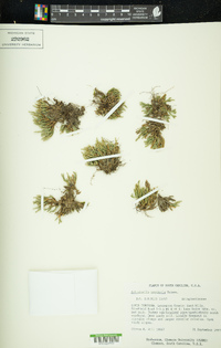 Selaginella arenicola image