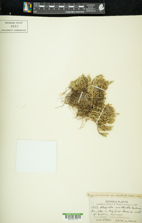 Selaginella arenicola subsp. acanthonota image