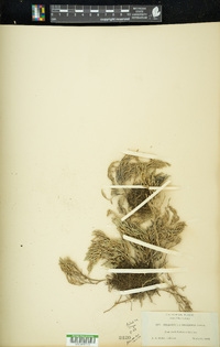 Selaginella bigelovii image