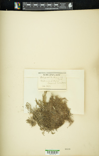 Selaginella bigelovii image