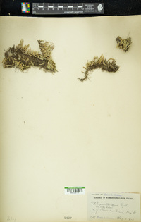 Selaginella densa image