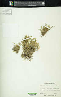 Selaginella scopulorum image