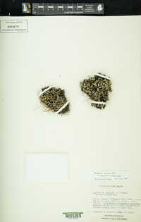 Selaginella densa image