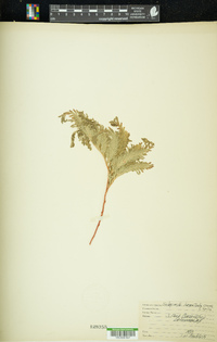 Selaginella haematodes image