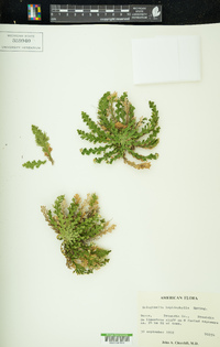 Selaginella lepidophylla image