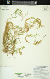 Selaginella oregana image