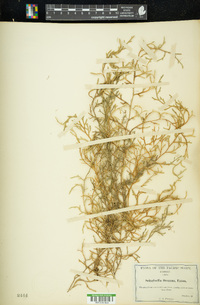 Selaginella oregana image
