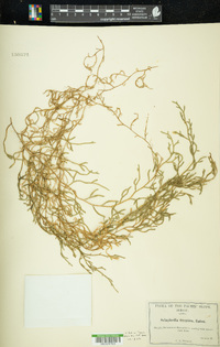 Selaginella oregana image