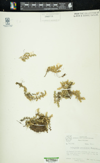 Selaginella peruviana image