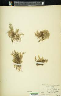 Selaginella peruviana image