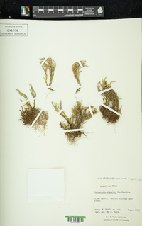 Selaginella arenicola image