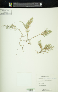 Selaginella rupincola image