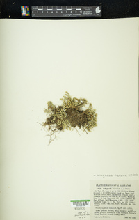 Selaginella sibirica image