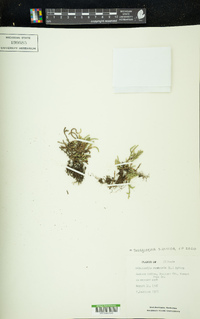Selaginella sibirica image