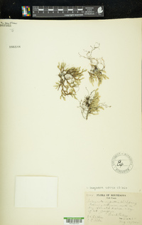 Selaginella sibirica image