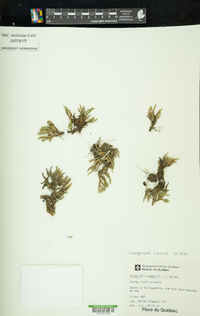 Selaginella sibirica image