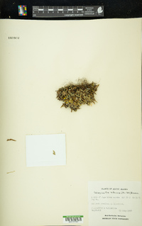 Selaginella sibirica image